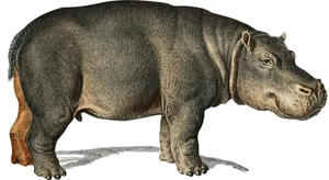 Hippopotamus Self Adhesive Vinyl Sticker