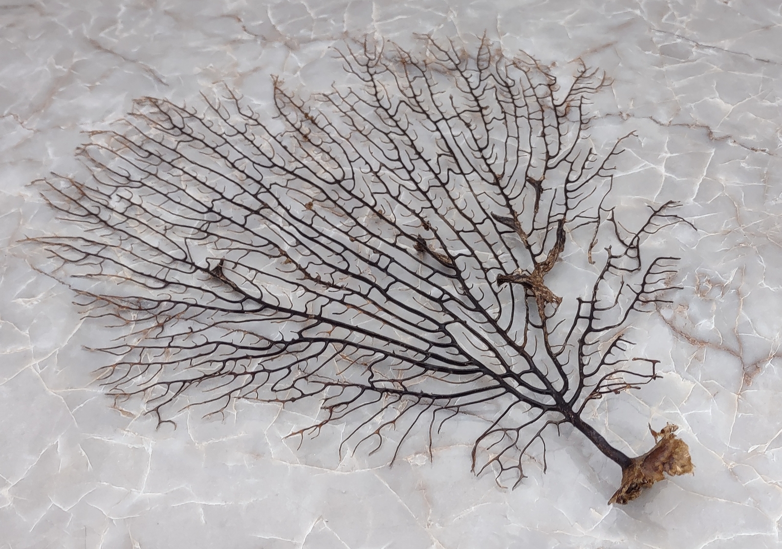 Black Sea Fan Coral Gorgonia Ventalina (1 fan approx. 7-9+ inches)