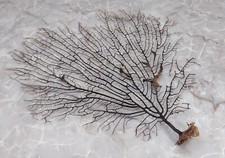 Black Sea Fan Coral Gorgonia Ventalina 1 fan approx. 7-9 inches 