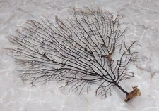 Black Sea Fan Coral Gorgonia Ventalina (1 fan approx. 7-9+ inches)
