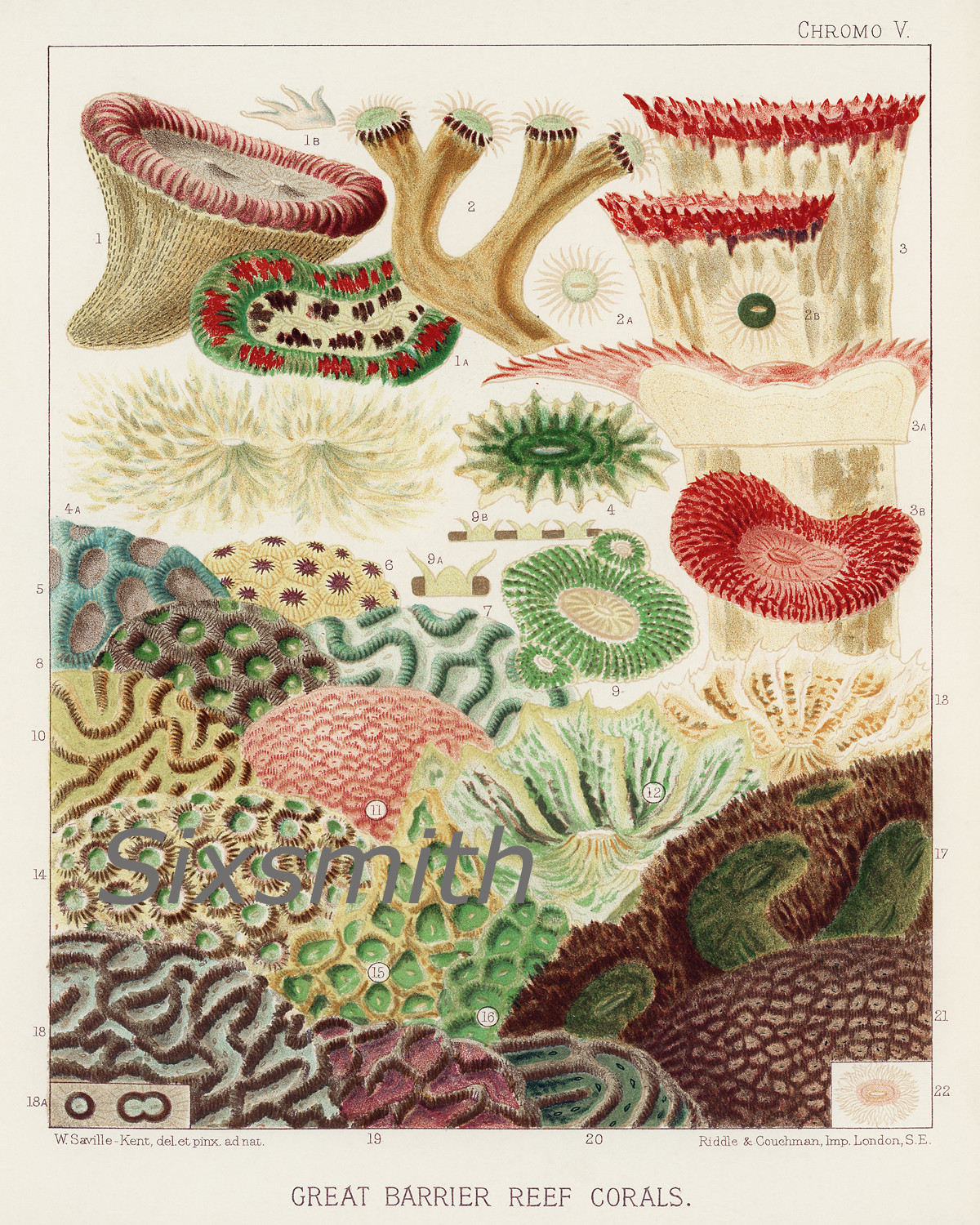 Great Barrier Reef Corals Vintage Drawing High Res Giclee 8x10 Print