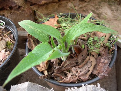 Sauerampfer Beinwell - Symphytum Officinale (Dnger Grn) - SEM05 | eBay.de