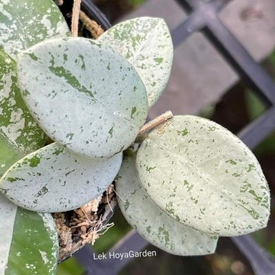 Real Pict Hoya Mathilde Silver Rare Plant