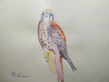 Kestrel, Birds, Watercolor artwork, Handmade, Original painting on paper