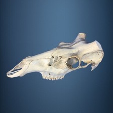 450SKU Crane de cerf, bois de cerf, massacre, trophée, Diametre 46-45mm 