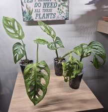 Monstera Adansonii 'Swiss Cheese' Plant Pups