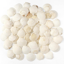 48 PCS Scallop Shells Natural Seashell, 1.5" to 2" White Scallop Shells Small Se