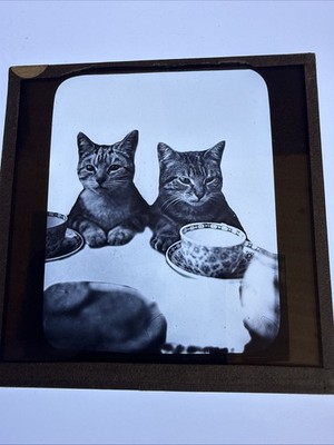 Magische Laternenrutsche Katzen Frühstück für Zwei 