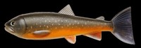Pulz Bait Trout Skinz 20Cm 1Pcs - Arctic Char