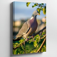 Close-up Of A Beautifully Detailed Pigeon Perched Gracefully Wall Art Home Decor
