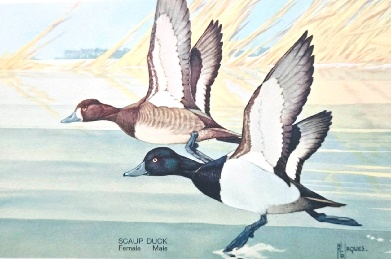 1939 Scaup Duck Male & Female Americas Wildlife Antique Bird Postcard