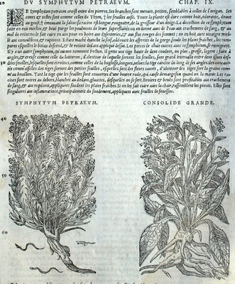 Comfrey Symphytum Consolida Botanical Matthioli Mattioli Matthiole ...