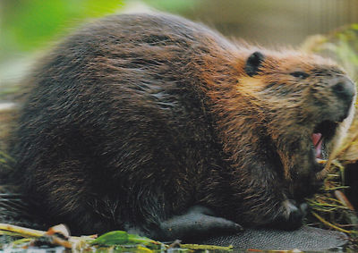 3 -D - Ansichtskarte: Biber - Beaver