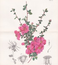 Cowania Plicata Nord America Fiore Botanica Litografia Curtis 8889