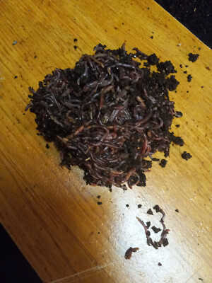 Live Manure Free Compost Worms_Shipped Free_Great Your Your Plants_ Order Today!
