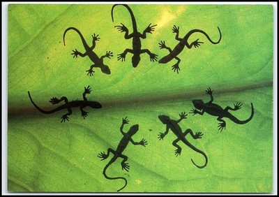 Modern Lizard Silhouettes Art Postcard Green Leaf Nature Boomerang Media K137