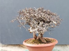 Pre-Bonsai Di Prunus Spinosa 40x15cm Tronco A Tre  Maestoso Yamadori Unica 🪾🪾