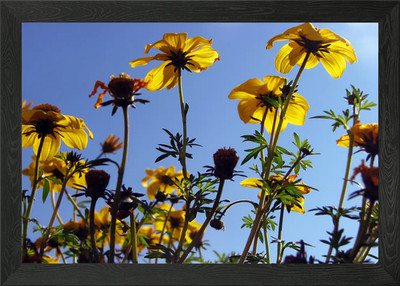 Sommer Himmel Blumen 1 gerahmtes Wandbild Poster Leinwanddruck Bild