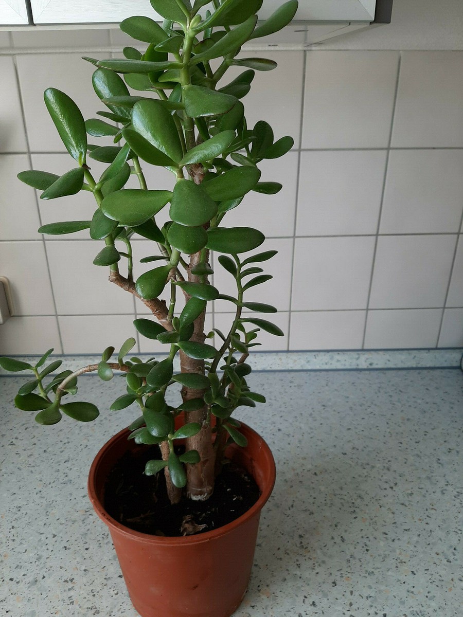 Crassula ovata- Pfennigbaum- Geldbaum gesund | eBay.de