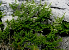 Gymnocarpium robertianum-9cm pot