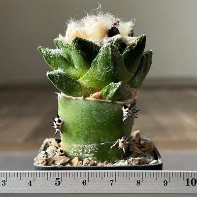 A20-656 Cactus bravoanus, El Nunez (Grafted)