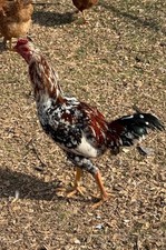 12 super rare pure Indio gigante hatching eggs.The tallest chicken breed RIR