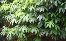 5 RARE Seeds - Tapioca Plant Seed - Cassava Manihot esculenta -See Listing