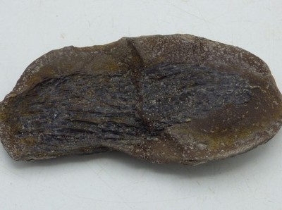 Fossile Lycopoden Pflanze Reste im Knötchen Karbon Wigan Lancashire UK + Ständer