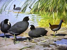 Alfred Brehm 1913 BLETZHUHN TEICHHUHN BIRD Art Print Matted  