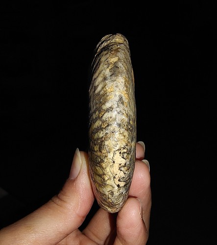 AMAZING AMMONITE!!! HALORITES TRIASSIC FOSSIL FROM TIMOR, INDONESIA 88MM - Picture 7 of 8