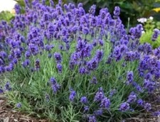 200 Vera Lavender Seeds English Lavender Herb True Lavender Perennial Herb USA
