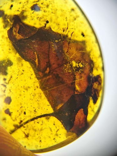 Fossil amber Insect Burmese burmite Cretaceous Red Leaf insect Myanmar - Picture 2 of 9