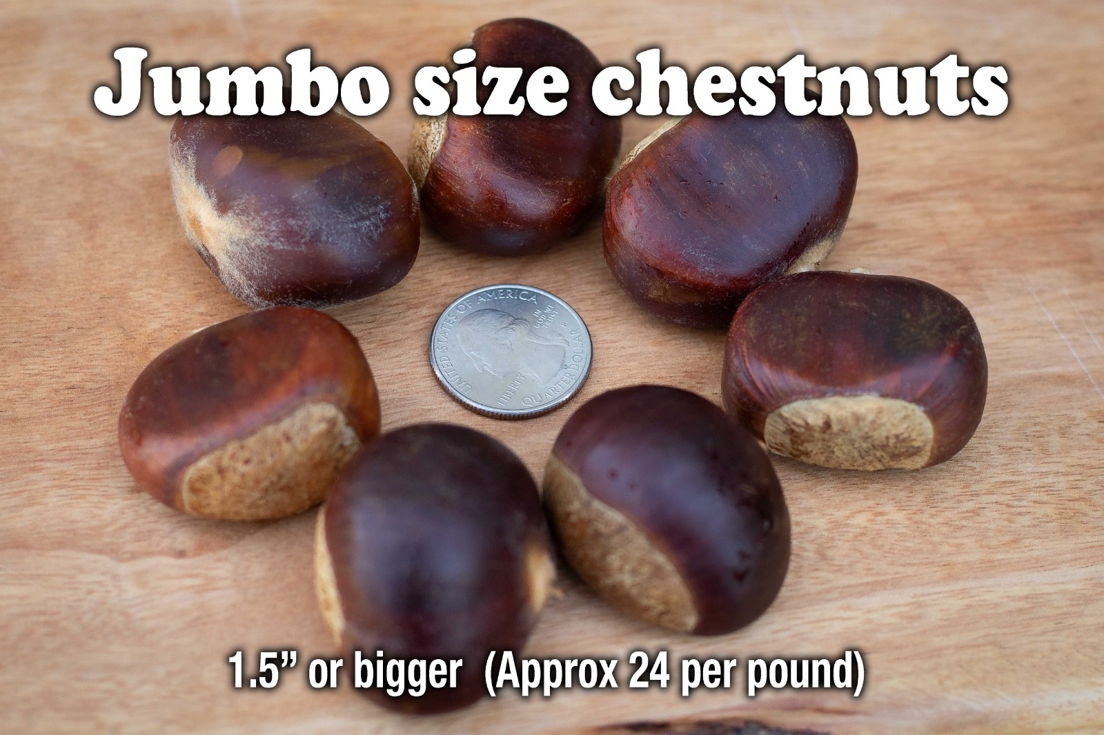 Fresh Chestnuts Fall 2026 Harvested Daily in Illinois USA - Deer/Planting/Eating