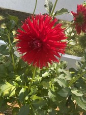 1 Healthy Dahlia Tuber HOLLYHILL DR.RICK SHIPS IN SPRING READ