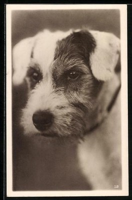Ansichtskarte Junger Terrier mit Schlappohren 