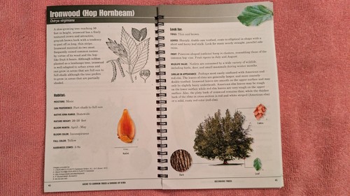 Beau Thunshelle, GUIDE TO COMMON TREES & SHRUBS OF IOWA, PB, Ring-Bound, 100pg - Picture 3 of 5