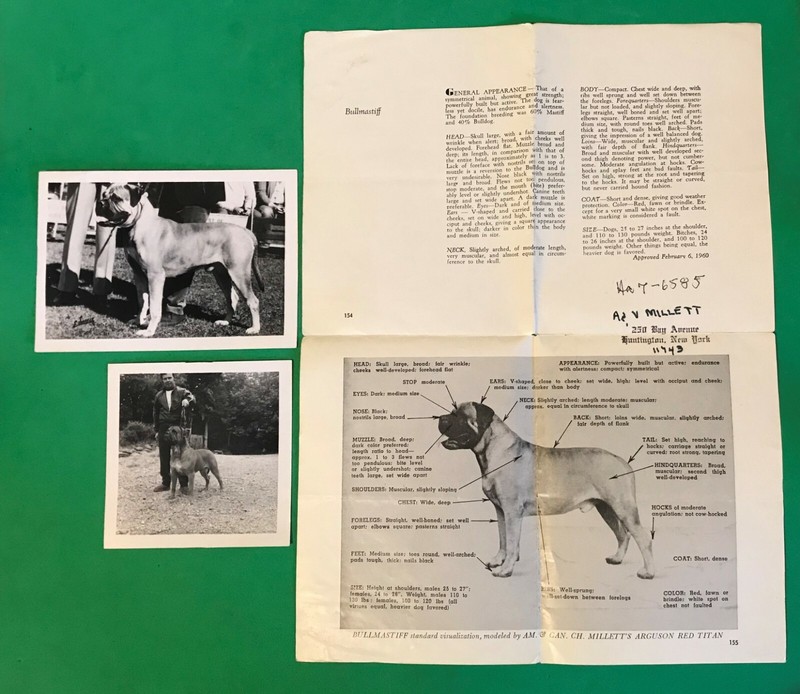 Vtg Bullmastiff Dog General Appearance 1960 & Photos Taghkanic Kennel New York
