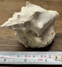 collectible fossil gastropod, similar to a Melongena Cornuta