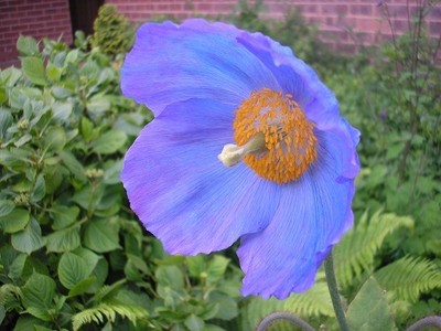 200 Meconopsis Seeds Grandis Blue Poppy Seeds Bulk Seeds Ebay