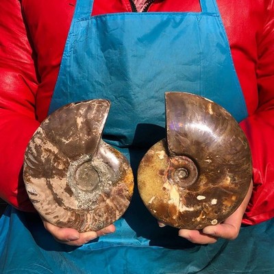 2PCS 3.65LB Polishing of Natural Conch Specimens from Madagascar 3184