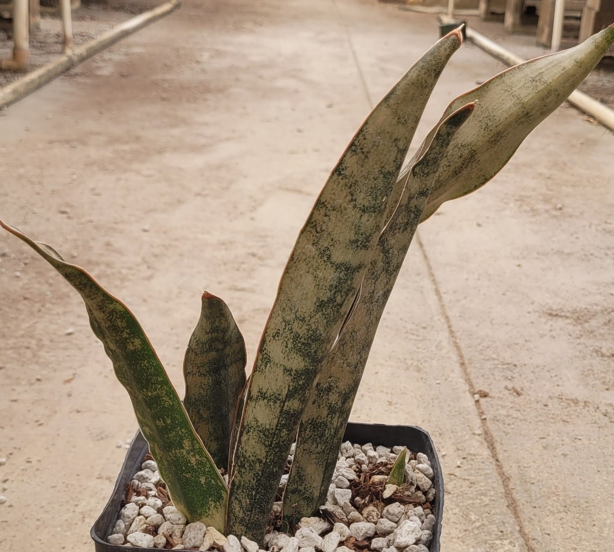 sansevieria whitney silver flame Sansevieria 'Silver Flame' – VI Plant Shop main image 1