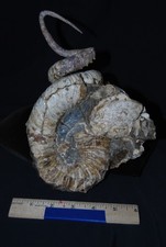 Rare Iridescent Didymoceras Cheyennense Ammonite Fossil South Dakota Cretaceous