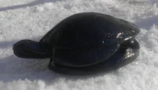 (1) Mold-A-Rama ~ Dark Gray Sea Turtle ~ Milwaukee County Zoo ~ Free Shipping!