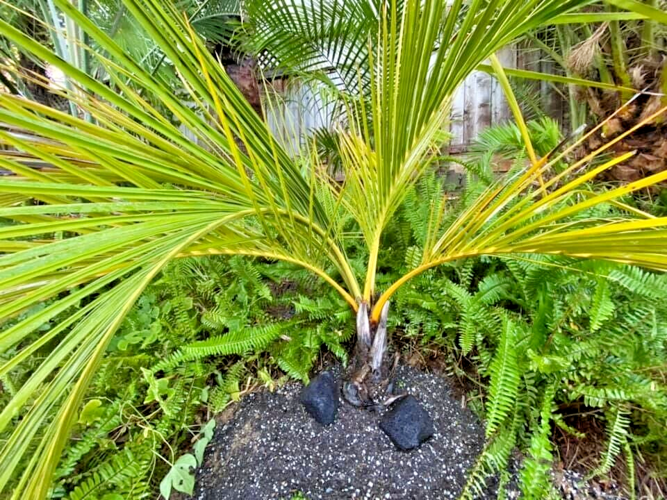 アフリカチリヤシ（Jubaeopsis caffra）Pondoland Palm（ポンドランド