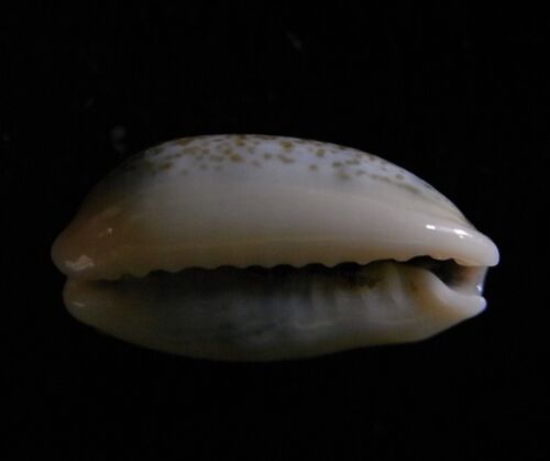 Seashell Cypraea Errones Errones BALI 13-14mm Gema - Imagen 3 de 3