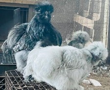 8+ extra Silkies hatching eggs no refunds no returns