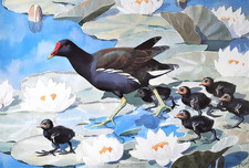 MOORHEN AND CHICKS ON LILY PADS. 1980s PRINT OF A PAINTING BY TUNNICLIFFE