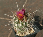 Sclerocactus cloveriae (whipplei sv. aztecia) GH 88/b01-03 - 10 semi - RARI!