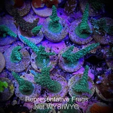 Live Acropora SPS Coral Frag - Teal w/Blue Tips Stag (Reef Tank Aquarium)