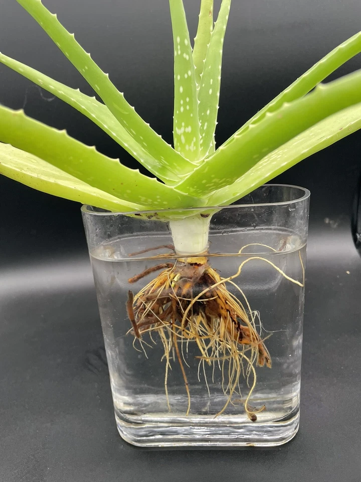 Stunning Agave Aloe Vera In Water. - Image 3 of 4